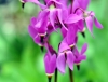 Show product details for Dodecatheon Stellar Pink